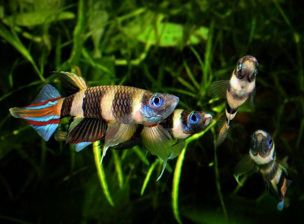 Эпиплатис факельный