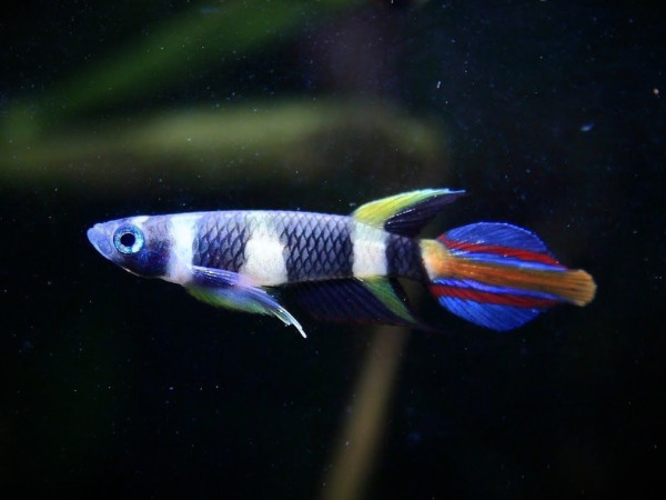 Эпиплатис факельный