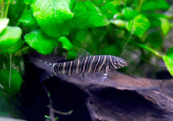 Боция Зебра