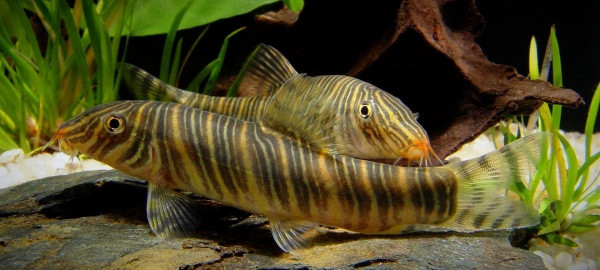 Боция Зебра