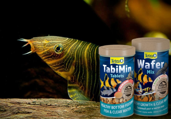 Боция Зебра