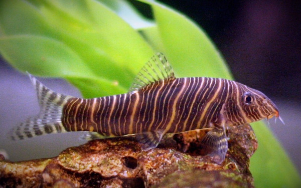 Боция Зебра