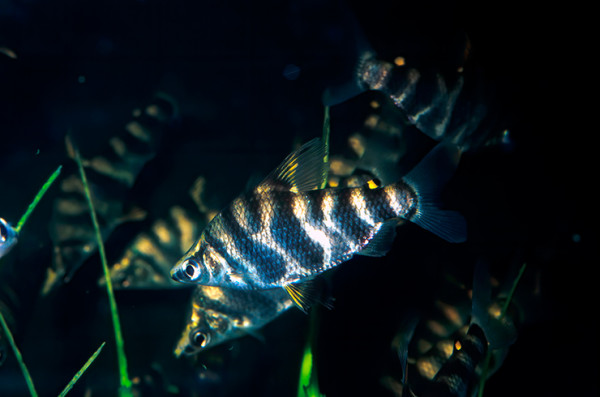 Абрамитес мраморный