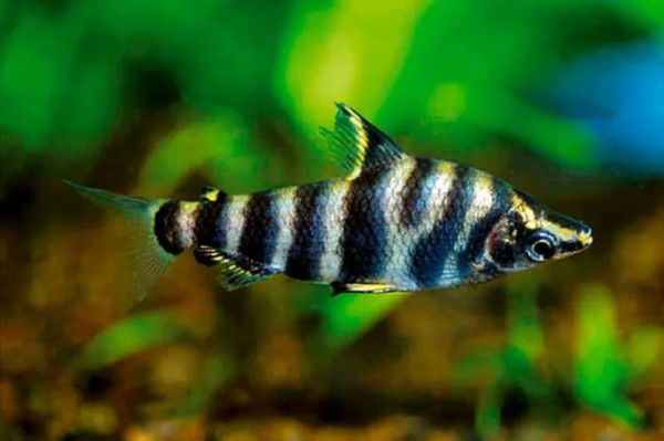 Абрамитес мраморный