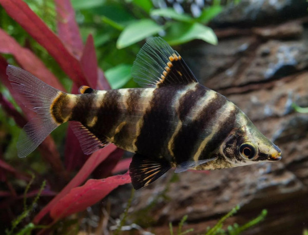 Абрамитес мраморный