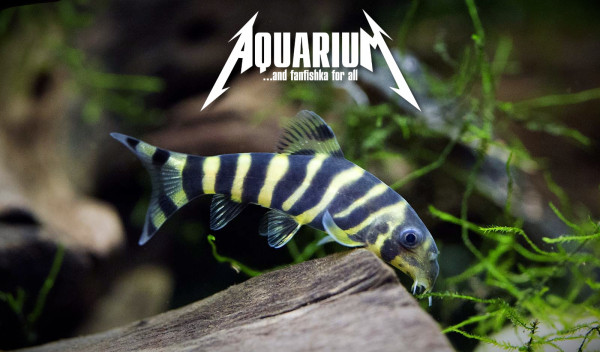 Боция Дарио