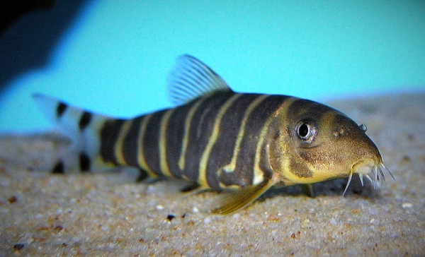 Боция Дарио