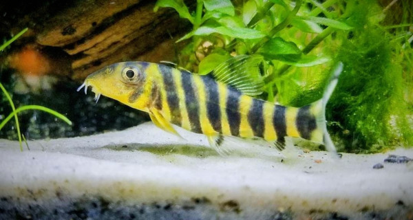 Боция Дарио