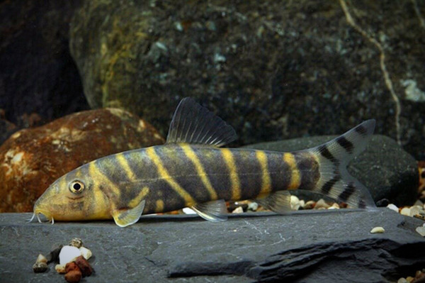 Боция Дарио