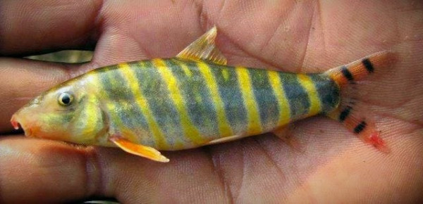 Боция Дарио