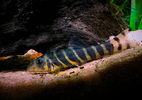 Боция Дарио