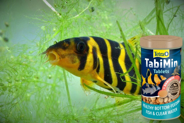 Боция Дарио