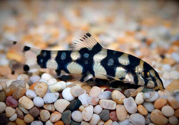 Боция шахматная