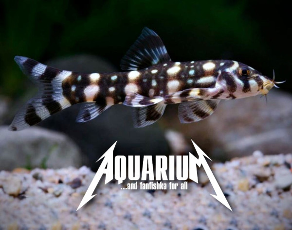 Боция Шахматная