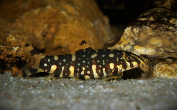 Боция шахматная