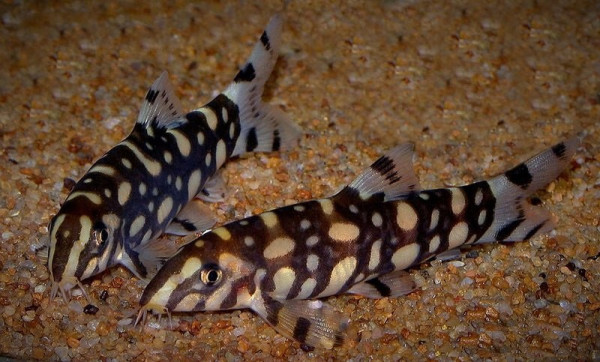 Боция шахматная