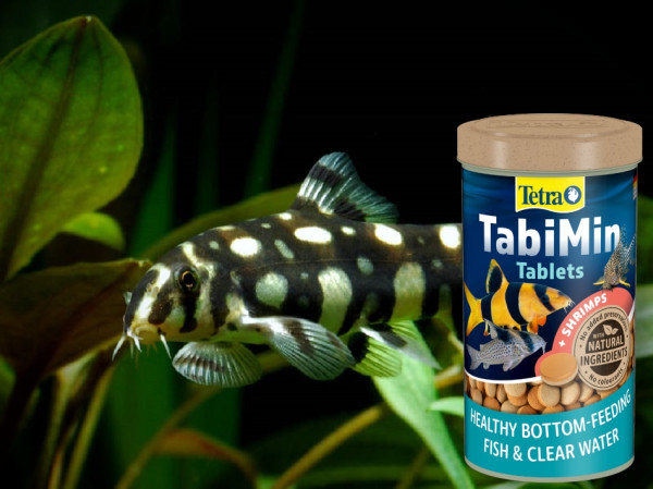 Боция шахматная