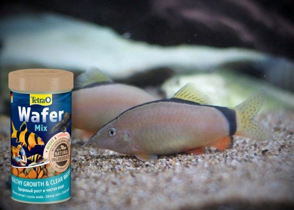 Боция Морлети