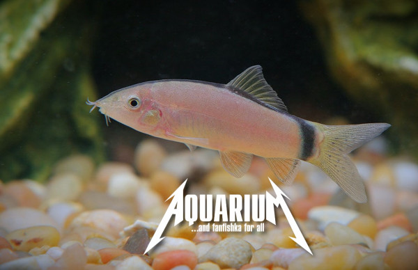 Боция Морлети