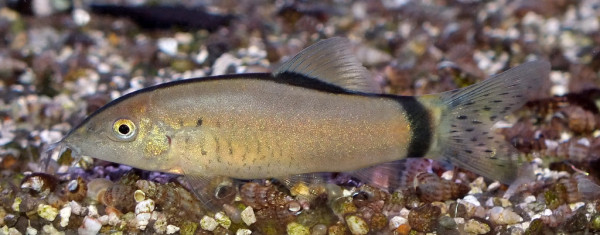 Боция Морлети