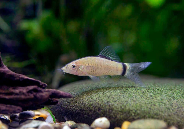 Боция Морлети