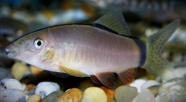 Боция Морлети