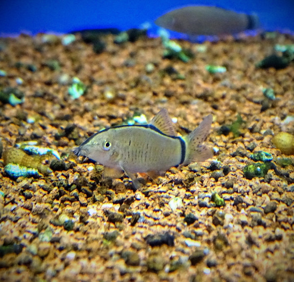 Боция Морлети