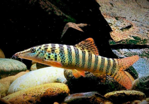 Боция Бердмора