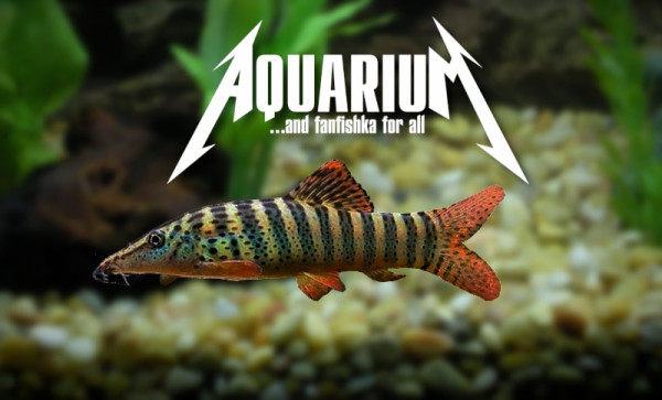 Боция Бердмора