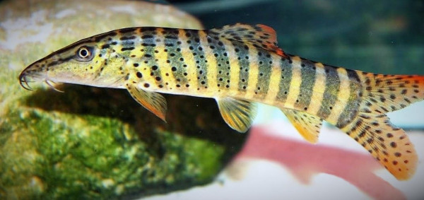 Боция Бердмора