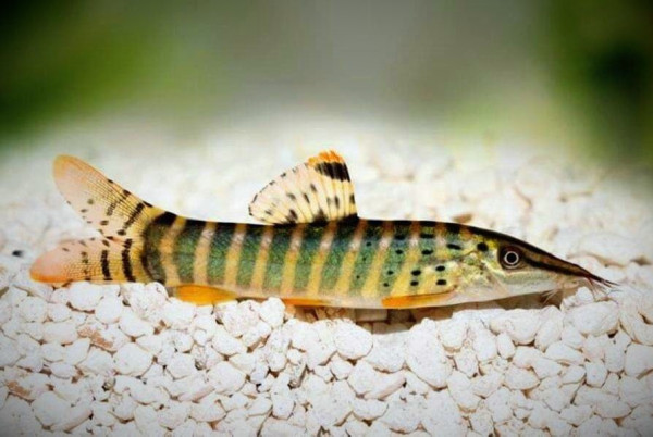 Боция Бердмора