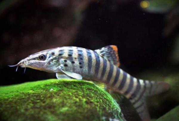 Боция Бердмора