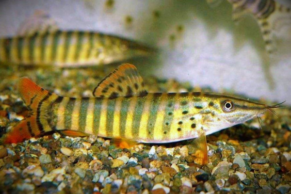 Боция Бердмора