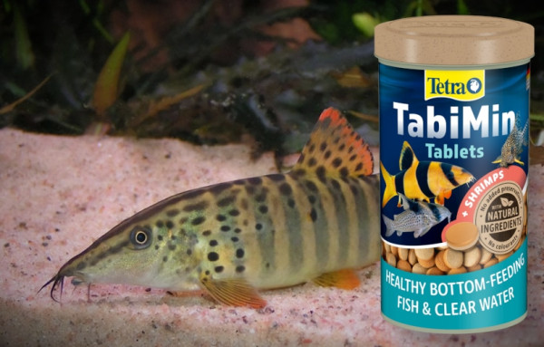 Боция Бердмора