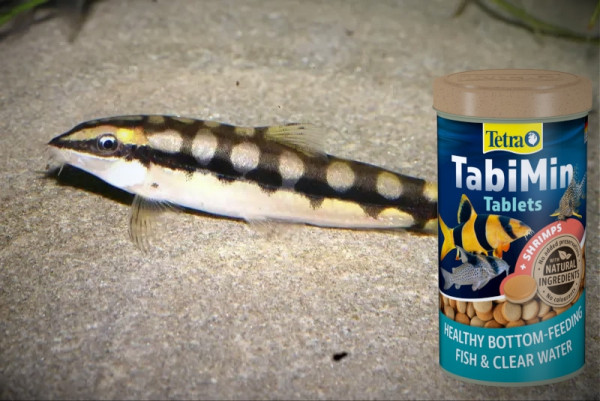 Боция карликовая