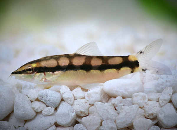 Боция карликовая