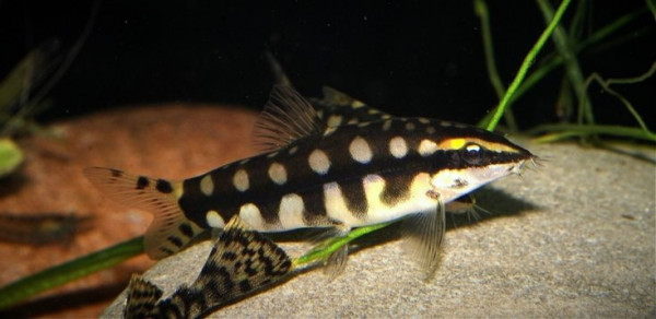 Боция карликовая