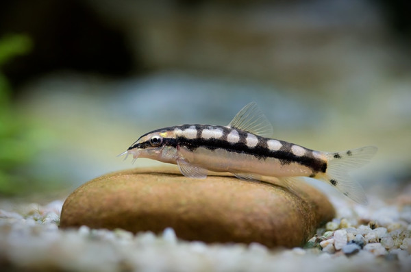 Боция карликовая