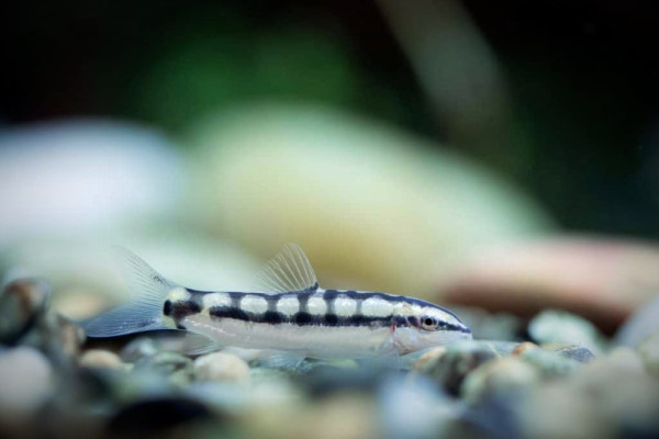 Боция карликовая