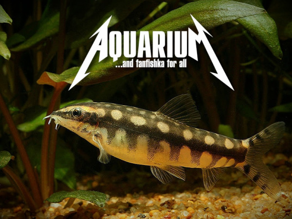 Боция карликовая