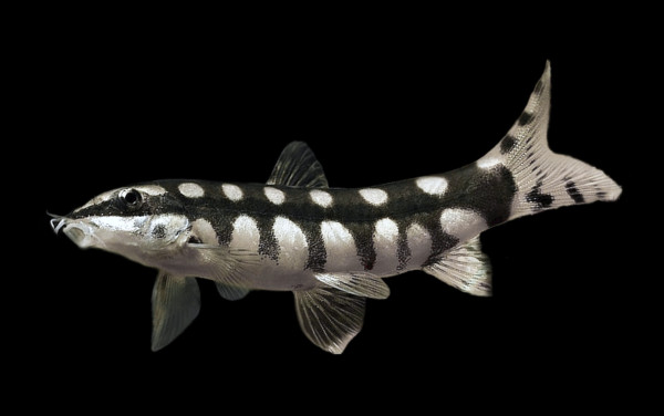 Боция карликовая