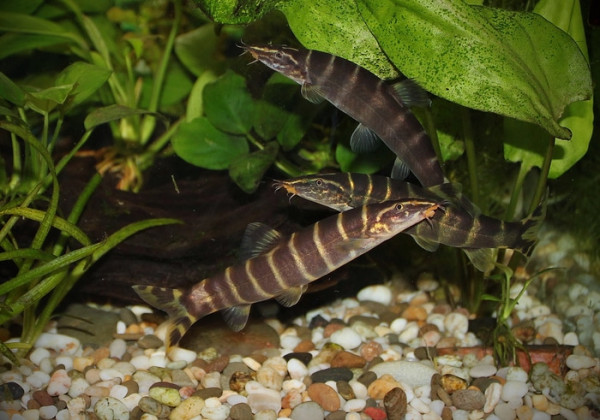 Боция Пульхра