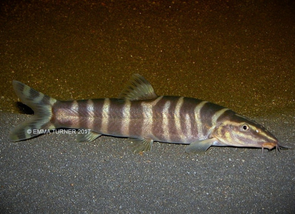 Боция Пульхра