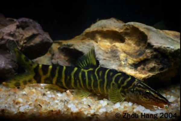 Боция Пульхра