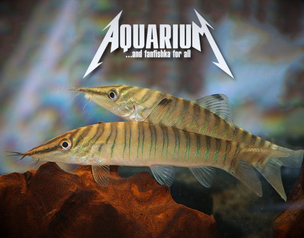 Боция тигровая