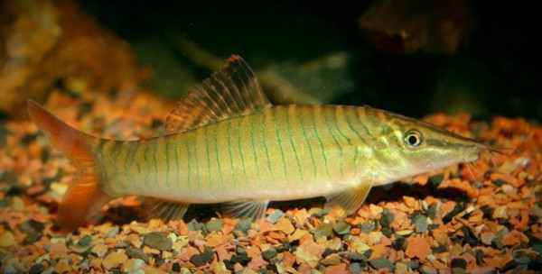 Боция тигровая