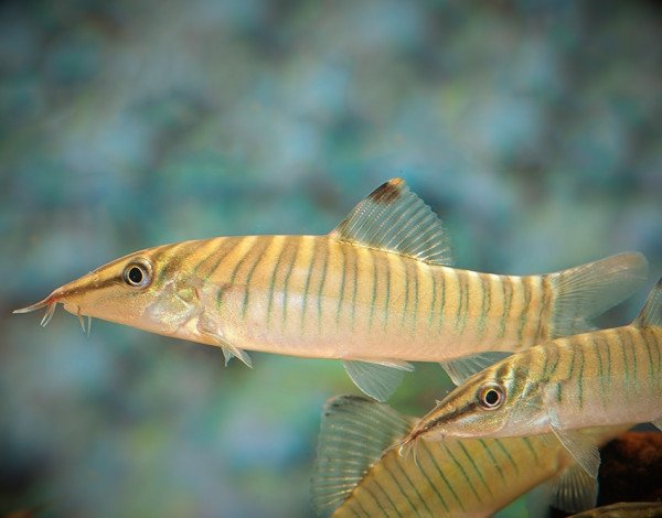 Боция тигровая