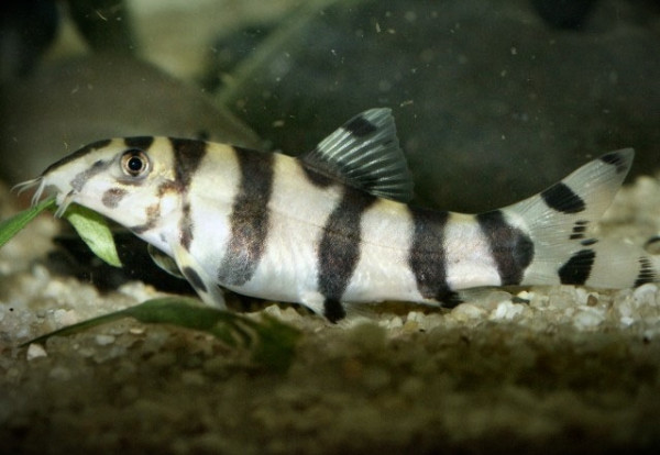 Боция хистрионика