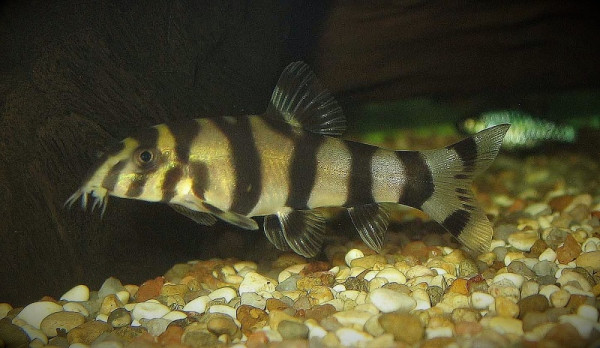 Боция хистрионика