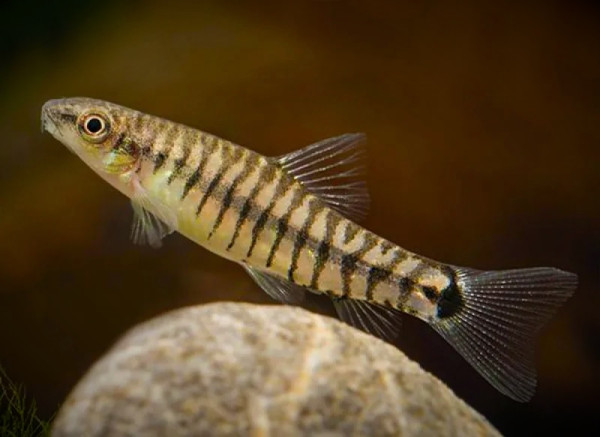 Боция карликовая полосатая